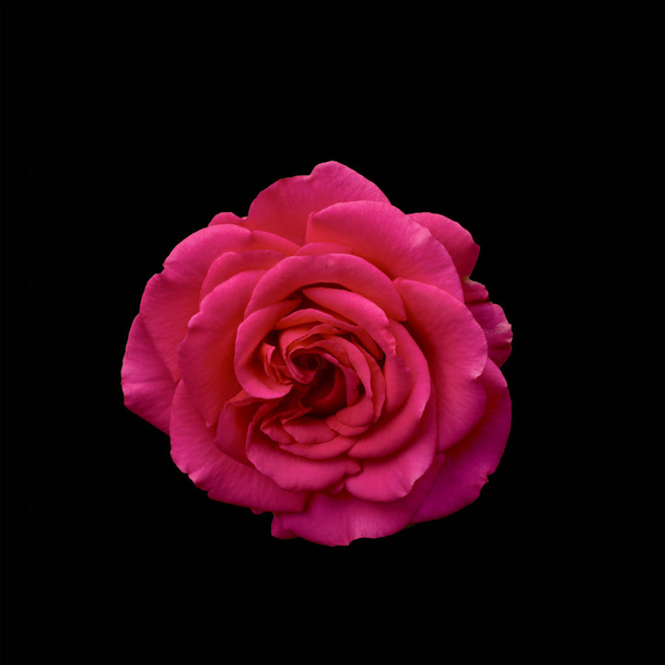Dark red rose is on black background - Foto, afbeelding