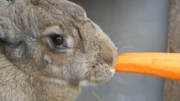 Divertido conejo gris muy grande masticar o come zanahorias. Concepto Pascua
 - Imágenes, Vídeo