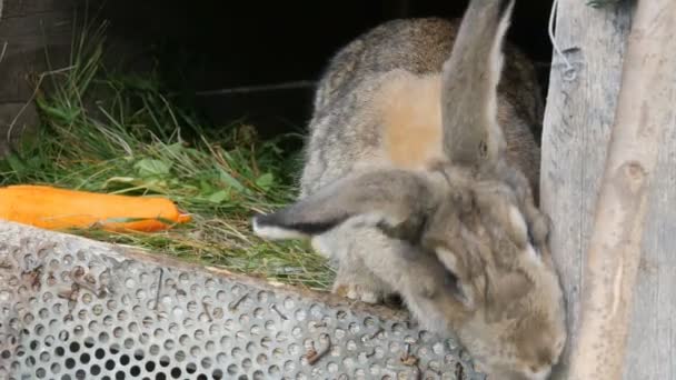 Komik gri büyük tavşan büyük havuç yakınındaki açık bir kafes içinde etrafına bakıyor. Paskalya kavramı - Video, Çekim