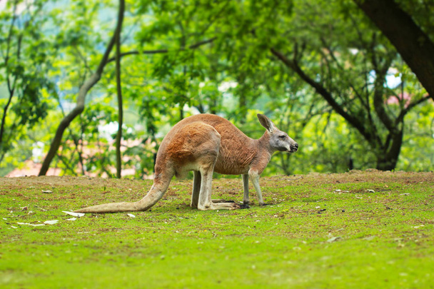 Kenguruk egy állatkertben, a zöld fű és a fák, az állatkert, Prága, Cseh Köztársaság - Fotó, kép