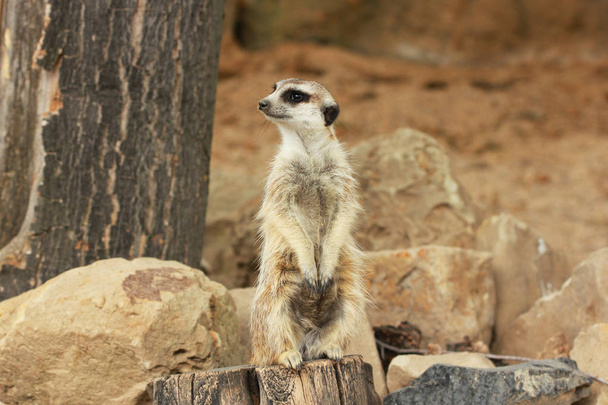 Osamělý suricata postavení a sledují na kamenité pozadí v Zoo, Praha, Česká republika - Fotografie, Obrázek