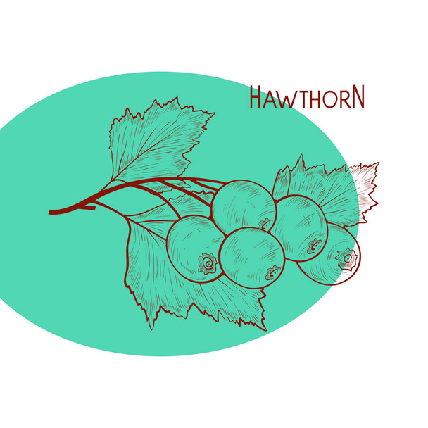 Hawthorn. Plant. Branch, berry, leaves. Sketch. - Vector, Image