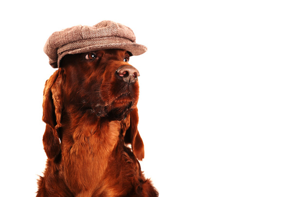 Irish Red Setter cane nel cappello
 - Foto, immagini