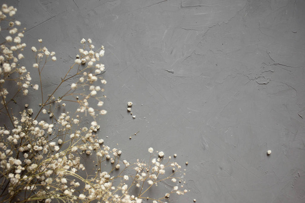 ramos de una flor de gypsophila seca blanca sobre fondo gris. vista superior
. - Foto, imagen