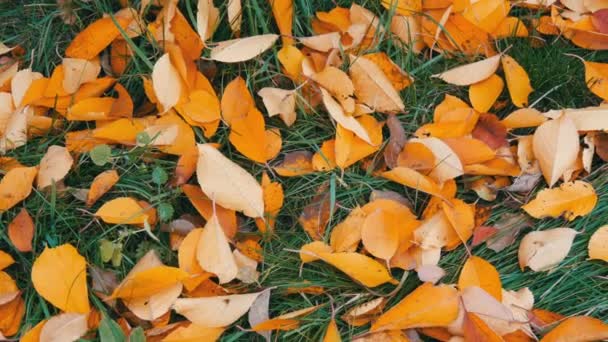 Herfst geel gevallen bladeren op groen gras in park - Video