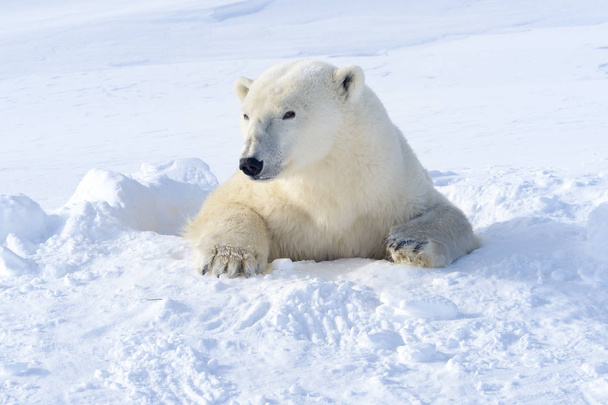 Eisbärenmutter (ursus maritimus) kommt frisch aus der Höhle, Wapusk Nationalpark, Kanada. - Foto, Bild
