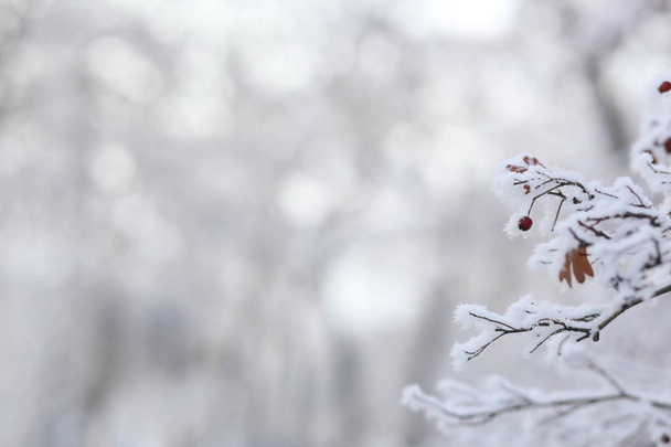 zamrzlá rowan strom - Fotografie, Obrázek