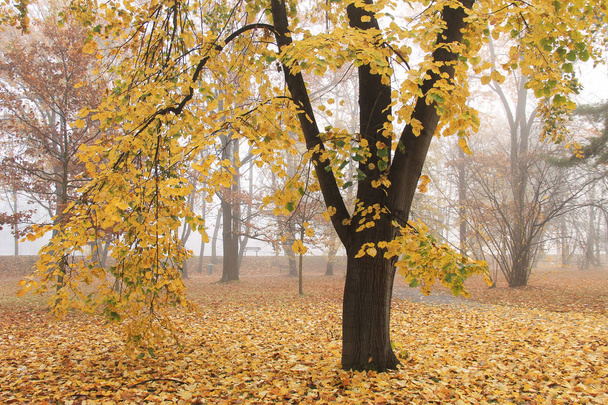 δέντρο με τα κίτρινα φύλλα στο πάρκο στο ομιχλώδες ημέρα του φθινοπώρου - Φωτογραφία, εικόνα