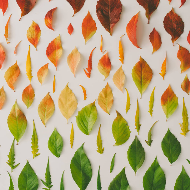 Creative pattern of colorful fall leaves, top view, Changing season concept  - Foto, Imagem