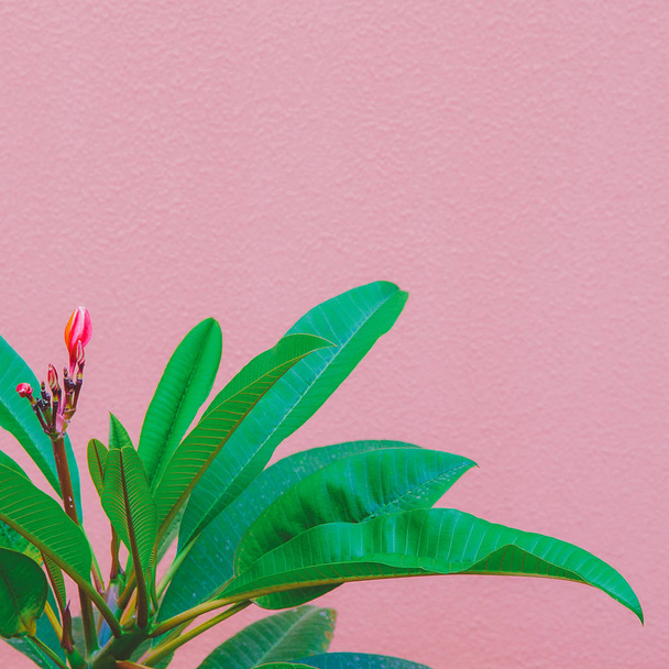 Tropical plant on the pink wall. Plants on pink fashion idea - Fotó, kép
