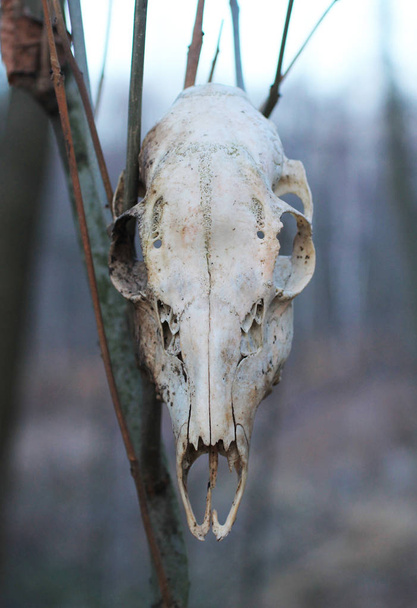 skull of roe deer hanging on the branch in the forest - Photo, Image