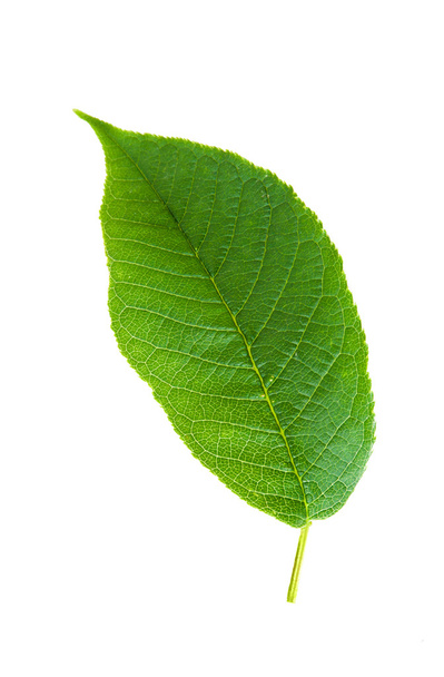 leaf isolated - Foto, afbeelding