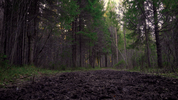 Images de saleté dans la forêt en automne
 - Séquence, vidéo