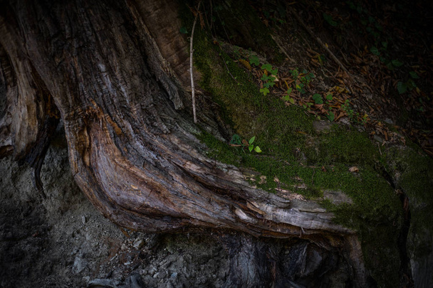Risse in der Rinde des alten Baumes, der im Herbstwald mit grünem Moos bewachsen ist. Selektiver Fokus - Foto, Bild