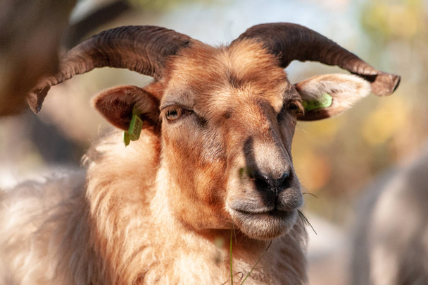 Pâturage des moutons Haether en Drenthe
 - Photo, image