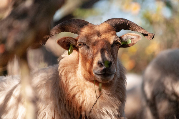 Wypas owiec Haether w Drenthe - Zdjęcie, obraz