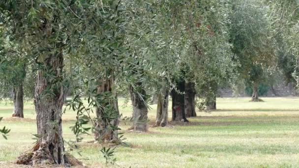 πολλά δέντρα ελιάς σε ένα λιβάδι - Πλάνα, βίντεο