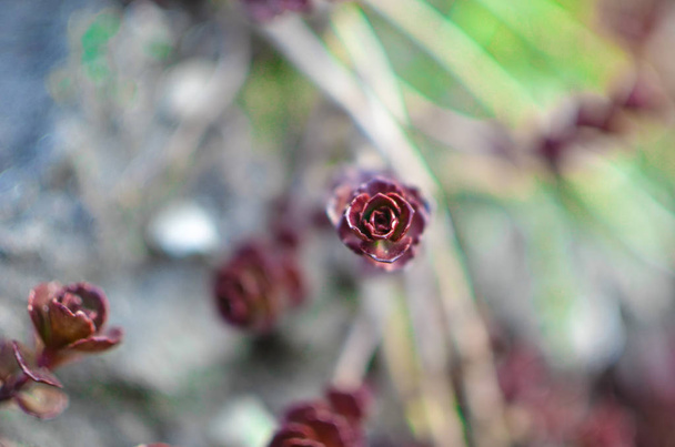 Adorno de flores suculentas verdes y rojas sobre la base de saxifraje en el macizo de flores
 - Foto, imagen