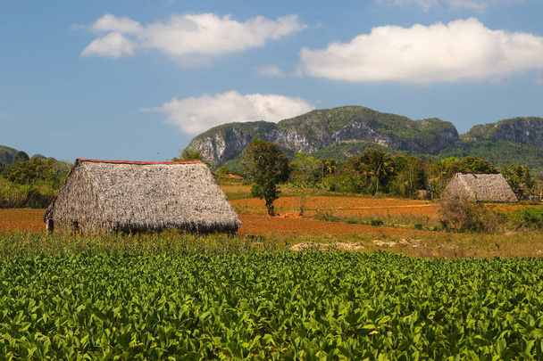 Two Tobacco barns in Vinales valley, Cuba - Photo, Image