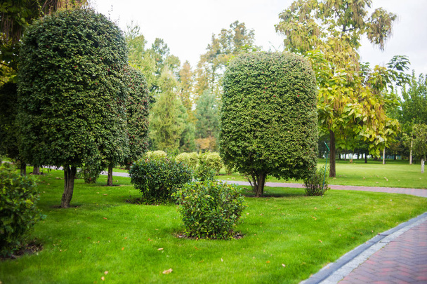 green lawn, and beautiful footpath in city park - Zdjęcie, obraz