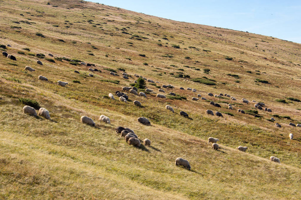 A nyári dombokon legelésző birkák gyapjú. Legelő háttér. Csoport, a bárányok hallgatnak, a Kárpát-hegység. Vidéki táj. Vidéki és anyajuh. A napfényes nap Mahagiri. - Fotó, kép