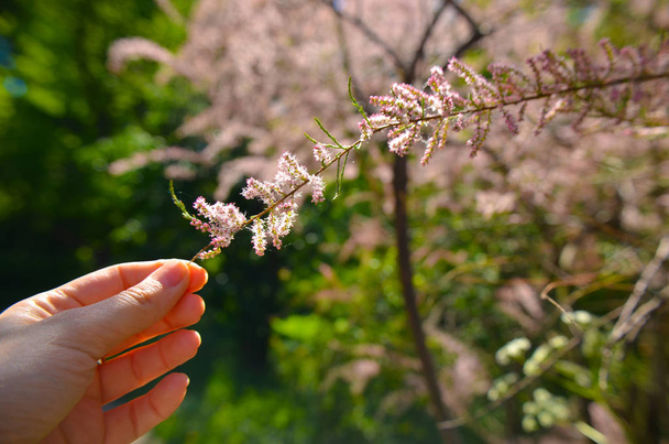 Branch of a pink Tamarix blooming on a turquoise background with hand - Photo, Image