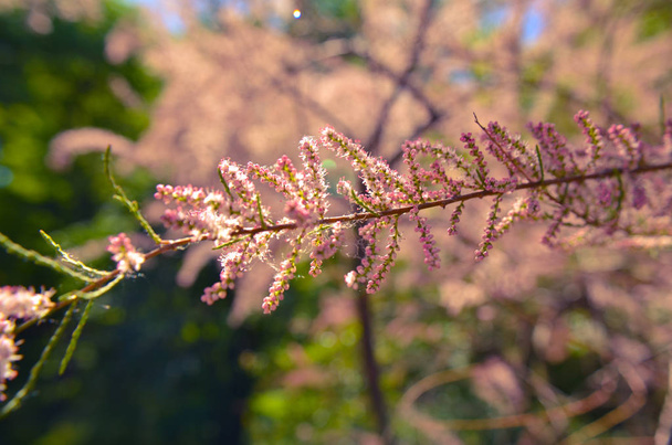 Branch of a pink Tamarix blooming on a turquoise background of sky - Photo, Image