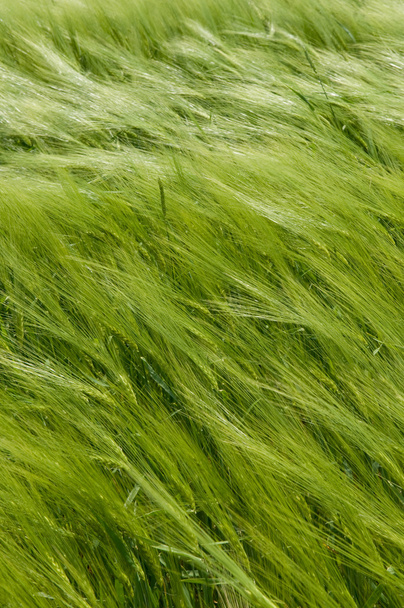 pšenice pozemky pozadí - Fotografie, Obrázek