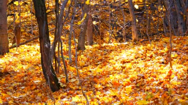Piękny las tajemniczy z żółtych liści leżące na ziemi - Materiał filmowy, wideo