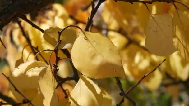 Krásný strom s velkoryse pokryté žlutým podzimní listí zblízka - Záběry, video
