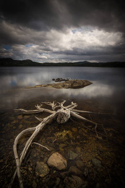 Driftwood on the shores of Foldsjoen, norwegian mountain forest. - Photo, Image