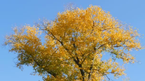 Krásný strom s velkoryse pokryté žlutým podzimního listí - Záběry, video