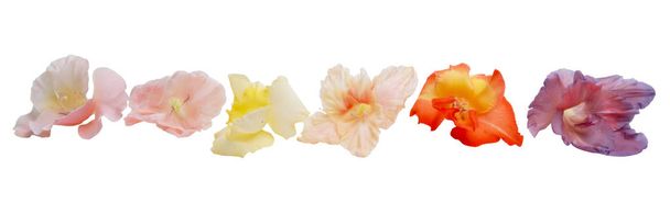Sammlung schöne helle Gladiolenblüten isoliert auf weiß - Foto, Bild