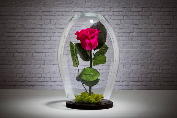Éternelle rose rouge sous le dôme de verre devant un fond de mur de briques
 - Photo, image