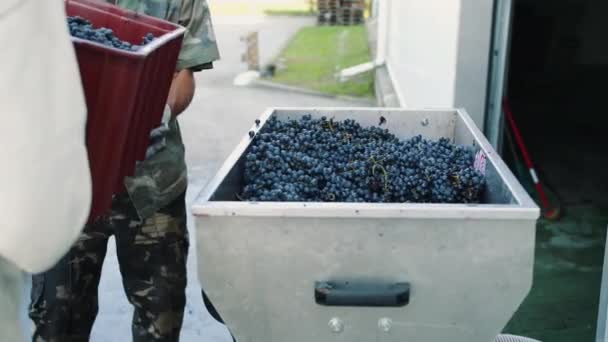 Verter uvas maduras en la picadora
 - Metraje, vídeo