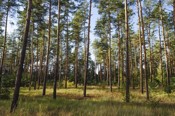 las sosnowy w jesieni w słoneczny dzień - Zdjęcie, obraz