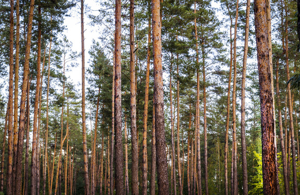 bosque de pinos en otoño en un día soleado
 - Foto, imagen