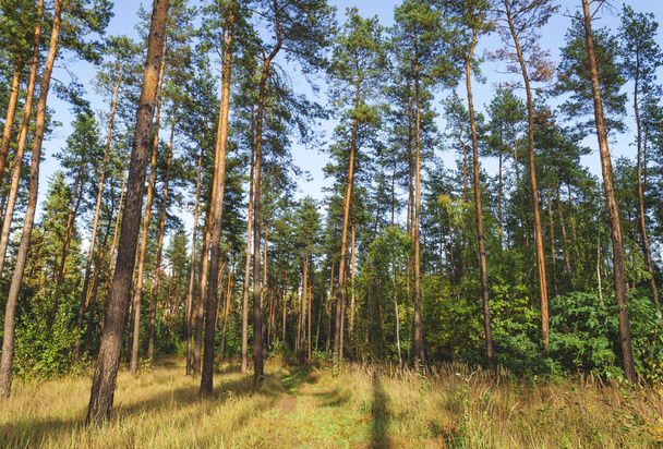 pine forest in autumn on a sunny day - Zdjęcie, obraz
