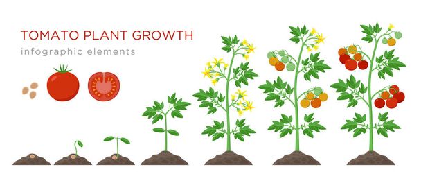 Das Wachstum der Tomatenpflanze stuft Infografik-Elemente in flachem Design ein. Pflanzprozess der Tomate vom Samen bis zum reifen Gemüse, Lebenszyklus der Pflanze isoliert auf weißem Hintergrund, Vektor-Illustration - Vektor, Bild