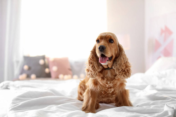 Cute Cocker Spaniel dog on bed at home. Warm and cozy winter - Foto, Bild