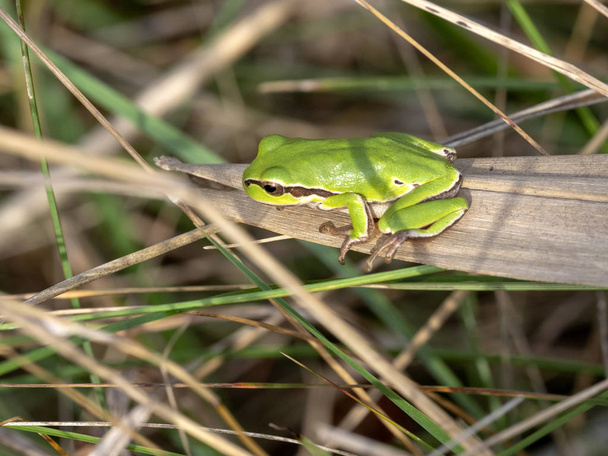 European tree frog, Hyla arborea, marshes of the Hortobagy National Park, Hungary - Photo, Image
