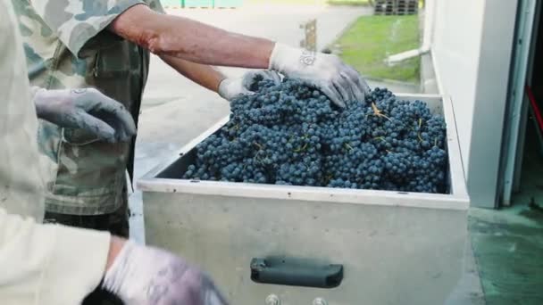 グラインダーに熟したブドウを注ぐ - 映像、動画