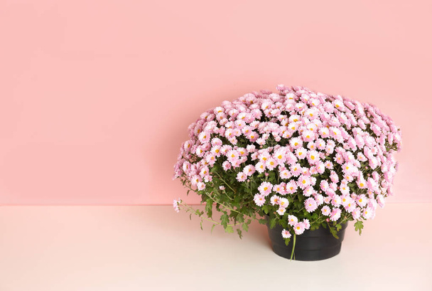 Beautiful potted chrysanthemum flowers on table against color background. Space for text - Valokuva, kuva