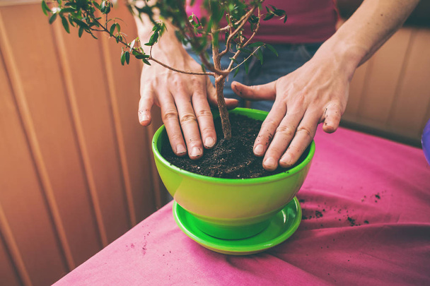 Eine Frau pflanzt eine Zimmerpflanze in einen Topf. junger Bonsai-Baum. Eine Blume in einen neuen Topf pflanzen. das Mädchen legt die Hände auf den Boden. - Foto, Bild