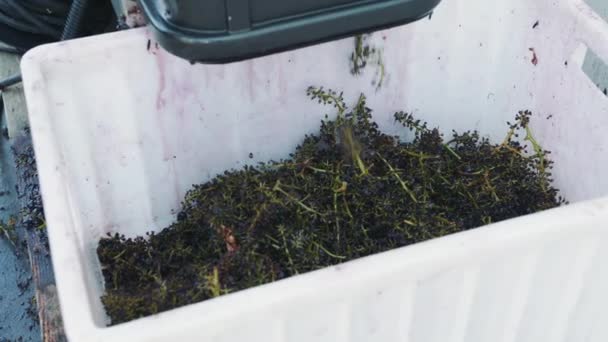 Обработка спелых винограда в машине
. - Кадры, видео