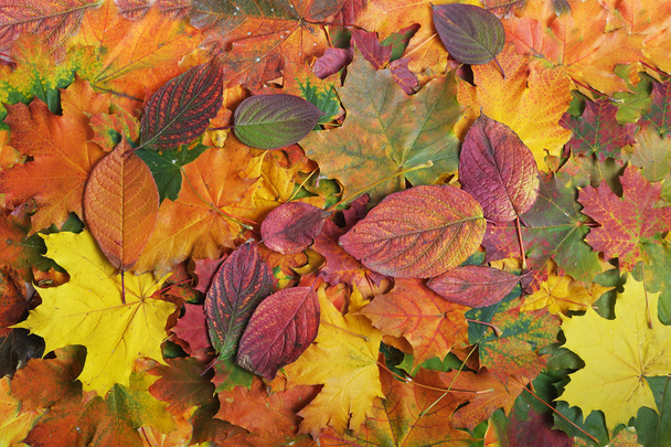 őszi levél - Fotó, kép