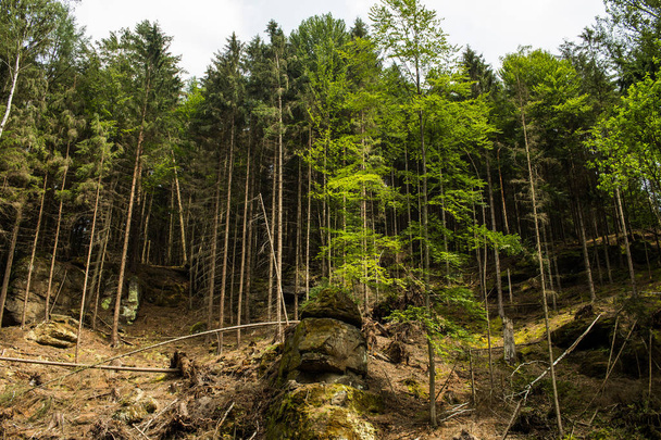 Пейзаж в горах Чешской Швейцарии национальный парк, сосновый лес и скалы
  - Фото, изображение