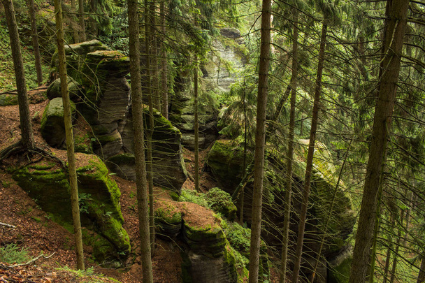 Landscape in mountains in Czech Switzerland national park, pine forest and rocks  - Foto, Imagen