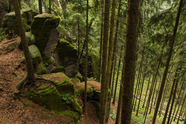 Landscape in mountains in Czech Switzerland national park, pine forest and rocks  - 写真・画像