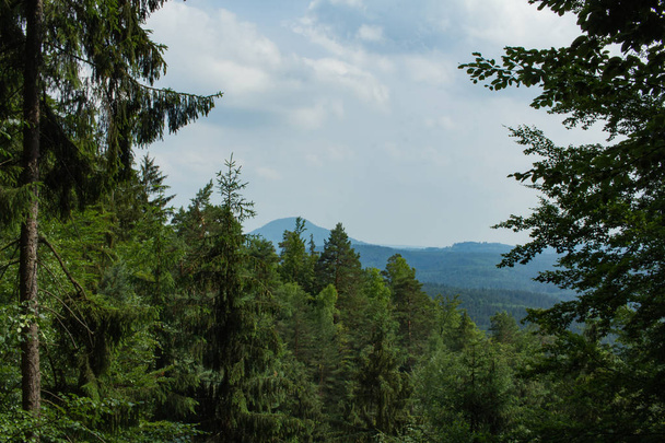 Landscape in mountains in Czech Switzerland national park, pine forest and rocks  - Foto, Imagen